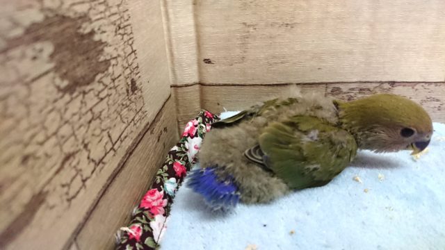 おススメのコザクラインコ！なんですよ～～