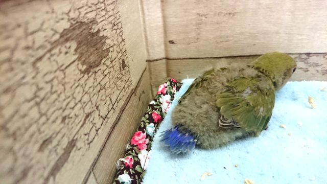 コザクラインコ（小桜インコ）