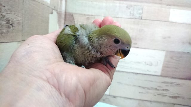 コザクラインコ（小桜インコ）