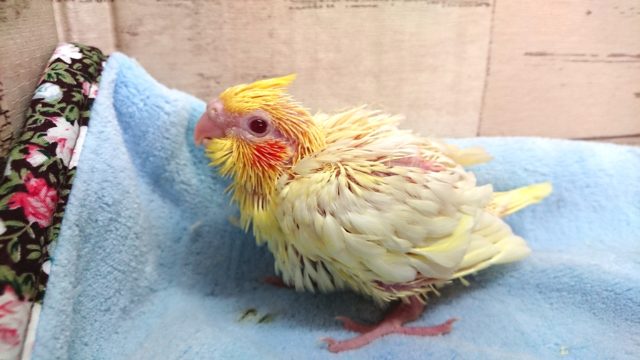 定番人気です☆　オカメインコ　ルチノー　2021　4月16日