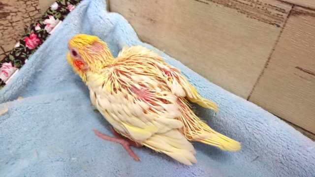 オカメインコ