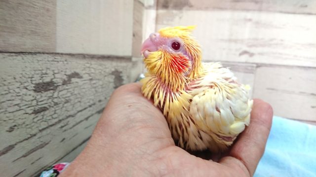 オカメインコ