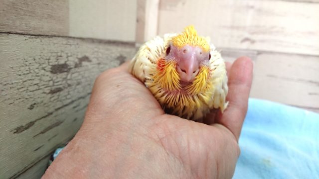 オカメインコ