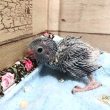 マメルリハインコ　女のコが来ましたよっ　2021　4月16日