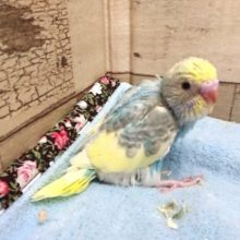 綺麗なコです☆　セキセイインコ　レインボーパイド　2021　4月16日