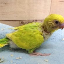 ご飯が一番！セキセイインコ　スパングルパイド　2021　4月16日