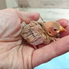 文鳥、良く馴れるんですよ！　シナモン文鳥　2021　4月16日