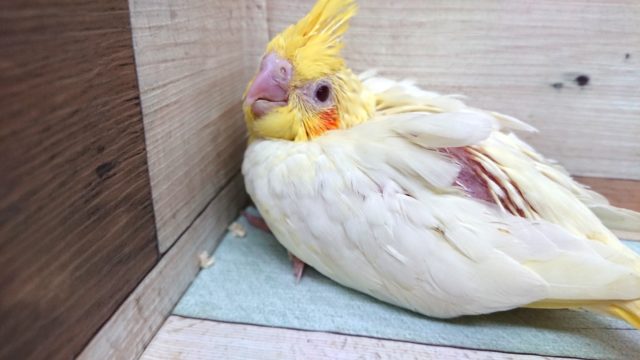 ある意味、不動！の人気☆　オカメインコ　ルチノーでｺﾞｻﾞｲﾏｽ