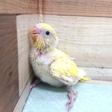 ｷﾚｲ。。。☆彡　セキセイインコ　クリームになりますっ