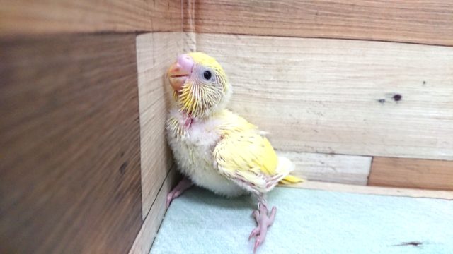 ｷﾚｲ。。。☆彡　セキセイインコ　クリームになりますっ