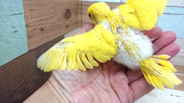 セキセイインコ