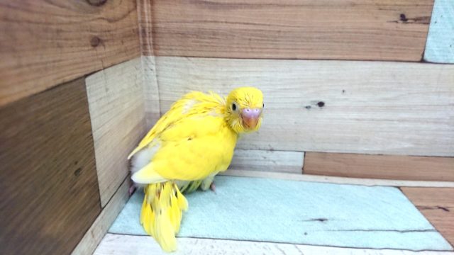 セキセイインコ