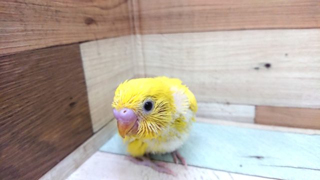 黄色の黒目さん！セキセイインコ　ダブルファクター、きました！！