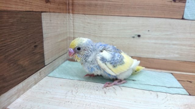 文句なし の 美セキセイインコ パステルカラーレインボークリームパイド 東京からもほど近い 千葉県 神奈川県 埼玉県でセキセイインコ ウロコ インコの仲間 アカオウロコインコ を販売するペットショップ