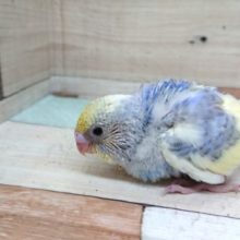 文句なし！の　　美セキセイインコ～～パステルカラーレインボークリームパイド。