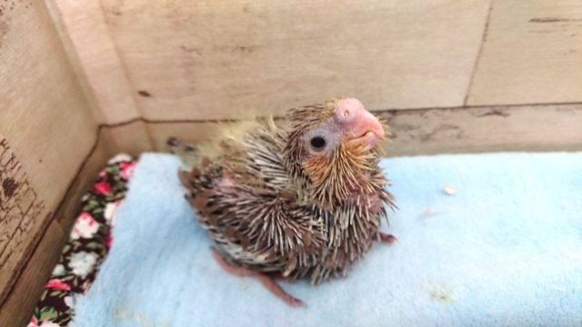 ぽーーーっとオカメインコ。　シナモンでｺﾞｻﾞｲﾏｽ～～