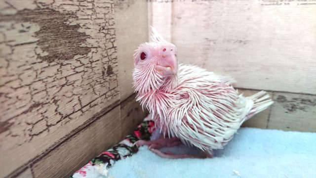 オカメインコ