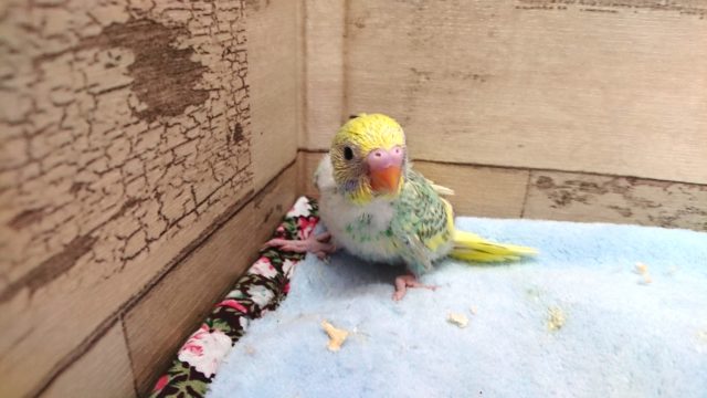 セキセイインコ