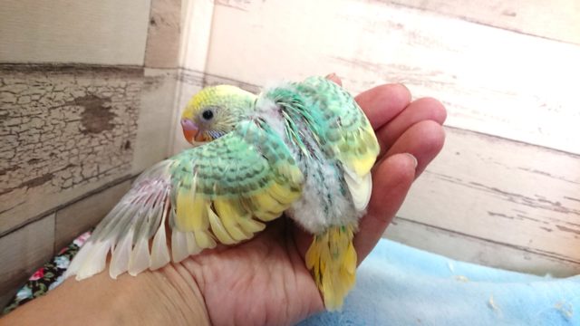 セキセイインコ