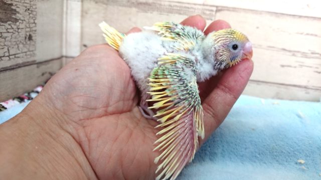 セキセイインコ