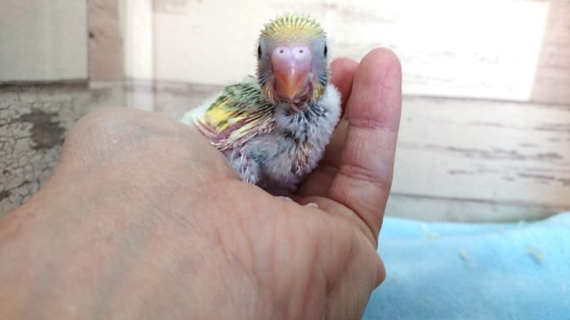 セキセイインコ