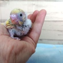 実際に会ってみて欲しいコです！セキセイインコ　パステルレインボーパイド