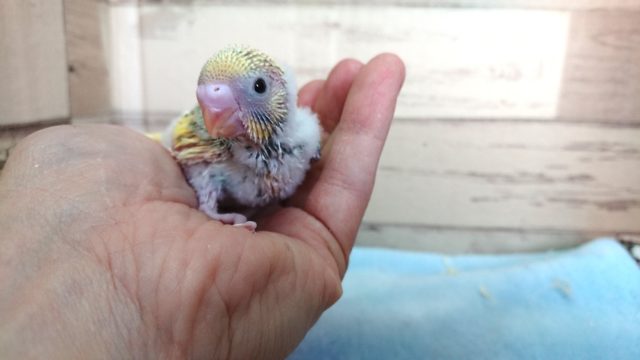 実際に会ってみて欲しいコです！セキセイインコ　パステルレインボーパイド