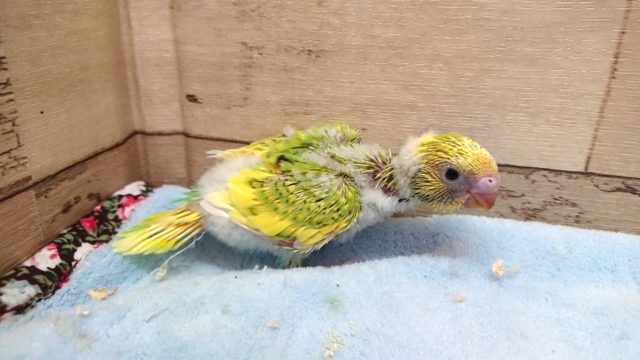 走るの大好き！セキセイインコ　スパングルパイド～～