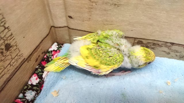 セキセイインコ