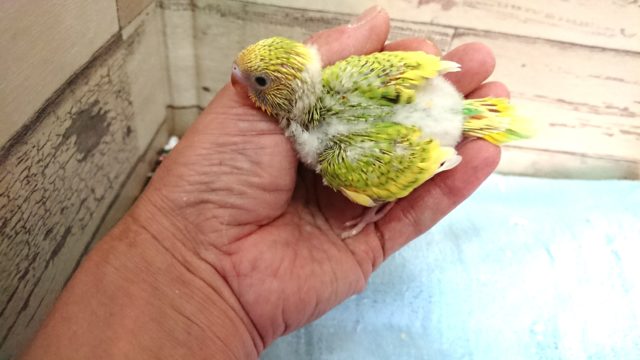 セキセイインコ