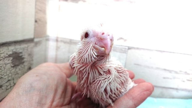 よろしくお願いします！　オカメインコ　ピュアホワイト～～