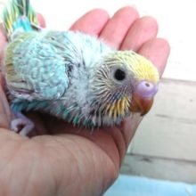見る角度と光加減で雰囲気変わる！　セキセイインコ　レインボー　2021　4月22日