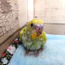 翼、バララっと～～セキセイインコ　スパングル　2021　4月22日