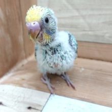 お迎え待ってます～セキセイインコ　パステルレインボー～～