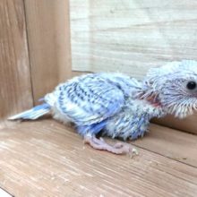 物思いにふける。。セキセイインコ　スパングルの入荷です！！