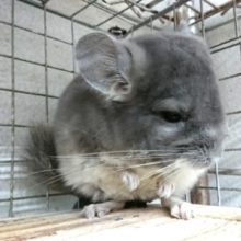 おススメ！！！　チンチラ　バイオレット男のコでｺﾞｻﾞｲﾏｽ☆彡