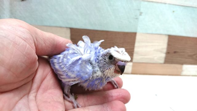 羽衣セキセイインコ