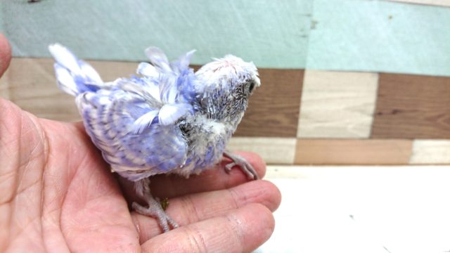 羽衣セキセイインコ