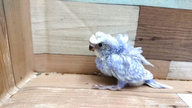 羽衣セキセイインコ