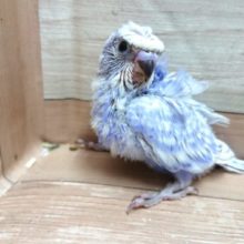 なんか、豪華☆　羽衣セキセイインコ　来ましたっ♪