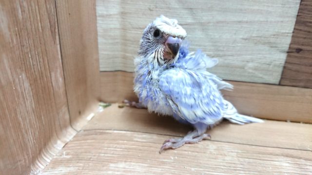 なんか、豪華☆　羽衣セキセイインコ　来ましたっ♪