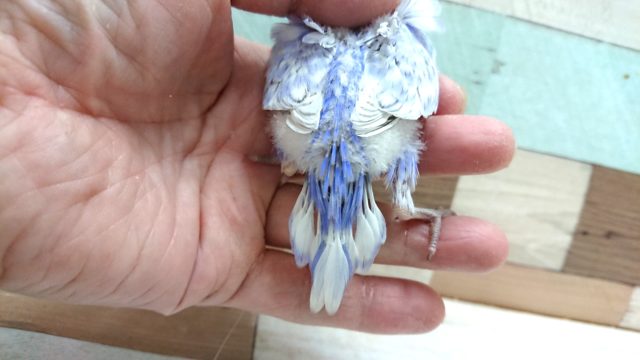 羽衣セキセイインコ