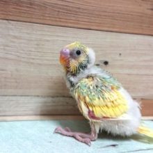 ポーズが上手！　しれっと。。セキセイインコ　パステルカラーレインボークリームパイド～
