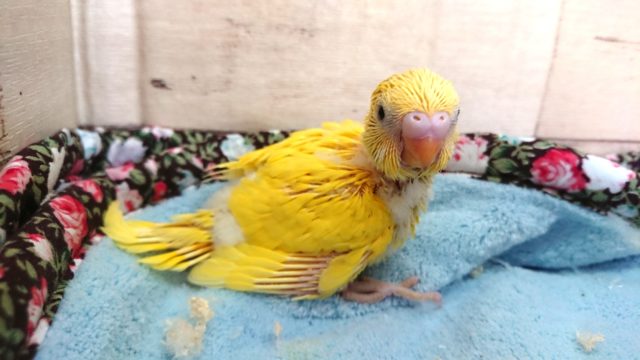 セキセイインコ