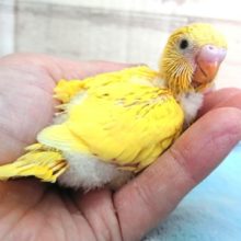 魅惑の～　セキセイインコ。。ダブルファクターになります☆