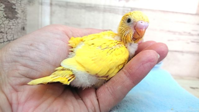 魅惑の～　セキセイインコ。。ダブルファクターになります☆