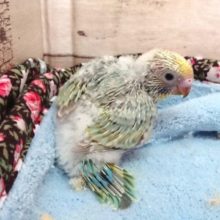華やかさと落ち着きあるカラー。セキセイインコ　パステルレインボー