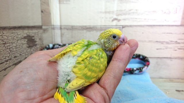 セキセイインコ