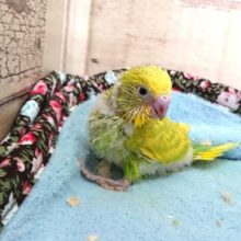 映えるイエロー！グリーンのスポットがｷﾚｲです　セキセイインコ　スパングル～～