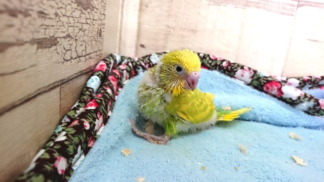 映えるイエロー！グリーンのスポットがｷﾚｲです　セキセイインコ　スパングル～～